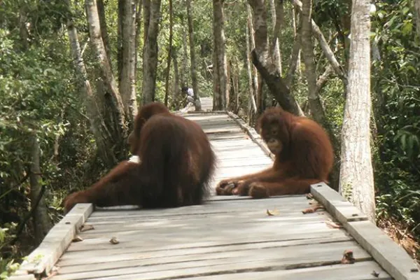 Orangutan Tour Deluxe Houseboat and Dayak Tour 5D/4N TANJUNG PUTING NATIONAL PARK 